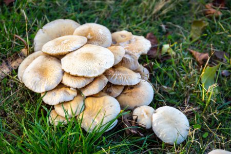 Photo for Multiple Poplar fieldcap mushroom (Cyclocybe cylindracea) fungus growing in grass, Salamanca, Spain. - Royalty Free Image
