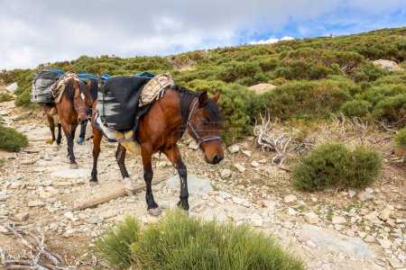 Photo for Two brown pack horses on a stone hiking trail carrying goods in sidebags to the shelter Refugio Laguna Grande de Gredos in Sierra de Gredos mountains, Spain. - Royalty Free Image