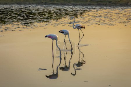 Téléchargez les photos : Flamants roses (Phoenicopterus roseus) au Ras Al Khor Wildlife Sanctuary à Dubaï, pataugeant dans la lagune et la pêche, reflets dans l'eau, coucher de soleil. - en image libre de droit
