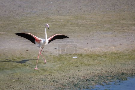 Téléchargez les photos : One Greater Flamingo (Phoenicopterus roseus) au Ras Al Khor Wildlife Sanctuary à Dubaï, debout avec des ailes déployées après avoir atterri sur une vasière. - en image libre de droit