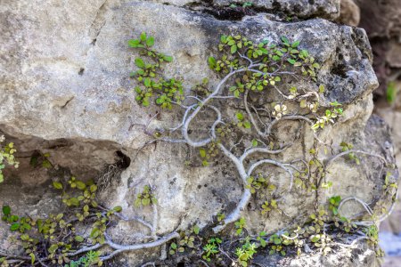 Téléchargez les photos : Plante rampante avec de petites feuilles vertes envahissant une pierre dans le parc naturel Hoces del Rio Duraton en Espagne. - en image libre de droit