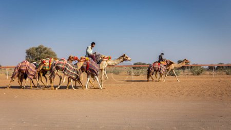 Photo for Al Digdaga, UAE, 24.12.20. A cameleer (camel handler) riding and leading colorful camels caravan during race training on Camel Race Track in United Arab Emirates. - Royalty Free Image