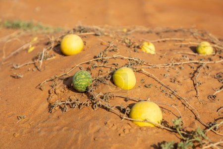 Citrullus colocynthis (colocynth, melón amargo) frutos verdes y amarillos maduros con tallos que crecen en una duna de arena, en el desierto de los Emiratos Árabes Unidos.