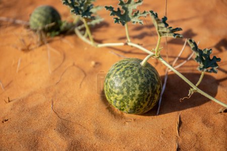 Citrullus colocynthis (colocynth, melón amargo) fruta madura con tallos y hojas vista de cerca, creciendo en una duna de arena, en el desierto de los Emiratos Árabes Unidos.
