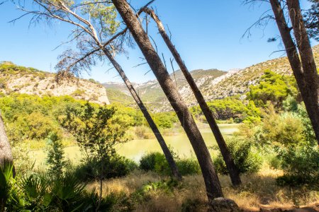 Schräge Laubbäume in El Caminito del Rey in der El Chorro-Schlucht in Andalusien, Südspanien. Berglandschaft und Wiesen im Hintergrund, sonniger Sommertag, blauer Himmel, Spanien.