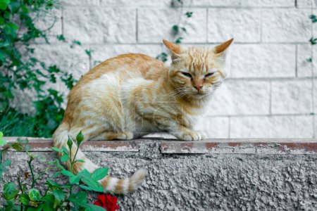 Homeless pequeño gato triste rojo y blanco sentado acurrucado en una pared de piedra, con los ojos entrecerrados, entre flores de rosas con pared de ladrillo claro en el fondo.