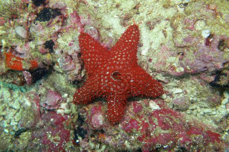 Red starfish in Daymaniyat Islands Nature Reserve in Oman.