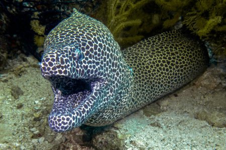Giant moray eel (lat. Gymnothorax javanicus) in a cave, close-up head view with widely opened mouth, in Daymaniyat Islands Nature Reserve, Oman.