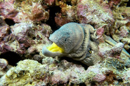 Underwater photo of yellowmouth moray eel (starry moray, Gymnothorax nudivomer), with widely opened mouth, close-up view. Indian Ocean, Daymaniyat Islands, Oman.