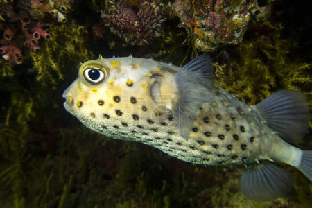 Close-up macro view of vivid yellow porcupine fish (or pufferfish, Diodontidae, Tetraodontidae) with a big eye and spikes, Indian Ocean, Daymaniyat Islands, Oman