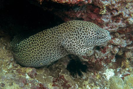 Giant moray eel (lat. Gymnothorax javanicus) in Daymaniyat Islands Nature Reserve, Oman.