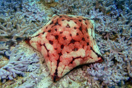 Photo for Grainy cushion sea star (lat. Culcita coriacea) in Daymaniyat Islands Nature Reserve, Oman. - Royalty Free Image