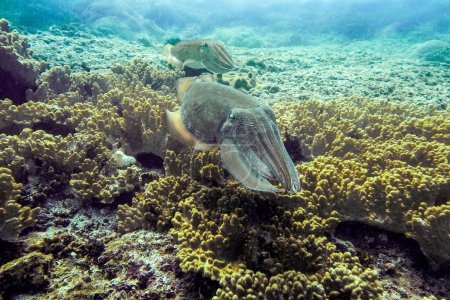 Zwei Tintenfische (Sepiida, Tintenfisch), die über Weichkorallenriffe im seichten Wasser des Indischen Ozeans schwimmen, Daymaniyat Islands Nature Reserve, Oman.