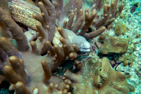 Grey moray eel (lat. Gymnothorax nubilus) in Daymaniyat Islands Nature Reserve, Oman.