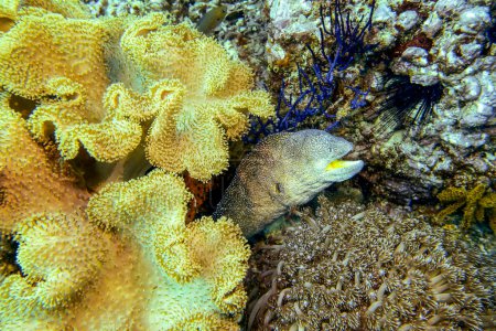 Gelbmundmuräne (Sternenmuräne, Gymnothorax nudivomer), inmitten farbenfroher Weichkorallenriffe, Nahaufnahme. Indischer Ozean, Daymaniyat-Inseln, Oman.