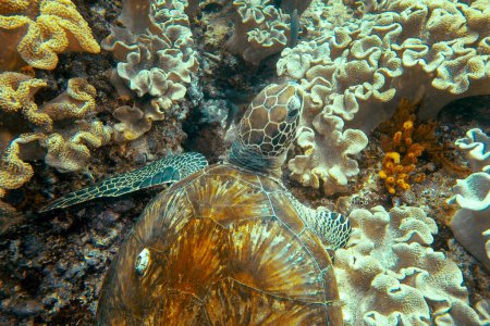 Grüne Schildkröte (lat. Chelonia mydas) schlafen im Daymaniyat Islands Nature Reserve, Oman. 