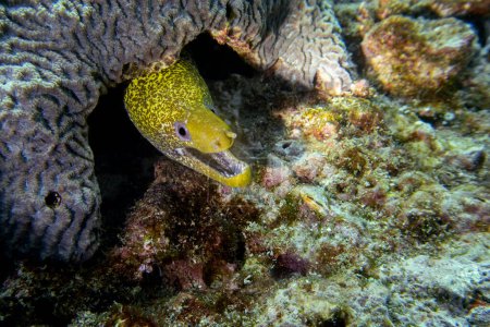 Yellow moray eel (lat. Gymnothorax prasinus) in Daymaniyat Islands Nature Reseve in Oman.