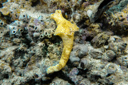 Big yellow dotted Nudibranch (Nudibranchia, Sea slug), sitting on coral reef in Indian Ocean waters in Daymaniyat Islands Nature Reserve, Oman.