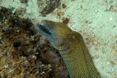 Giant moray eel (lat. Gymnothorax javanicus) in Daymaniyat Islands Nature Reserve, Oman.