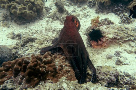 Grande pieuvre bleue (Octopus cyanea) dans la réserve naturelle des îles Daymaniyat, Oman.