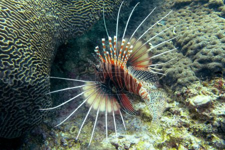 Red lionfish (lat. Pterois) with widely spead fins in Indian Ocean, Daymaniyat Islands Nature Reserve, Oman.