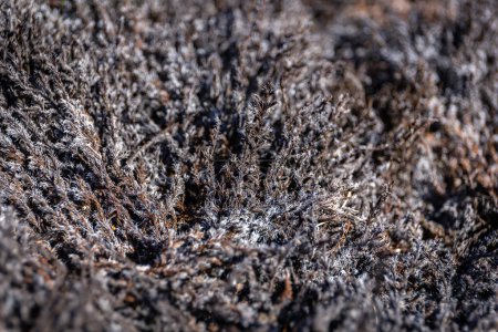 Mousse noire morte couverte de cendres volcaniques après éruption dans le champ de lave du volcan Fagradalsfjall, Islande, vue rapprochée.