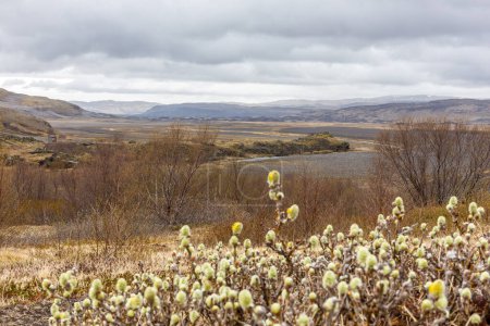 Wollweidenkätzchen (Salix lanata) mit Thjorsardalur-Tal, raue Landschaft mit Bergen, gewundenen Flussbetten und Lavafeldern im Hintergrund, Island.