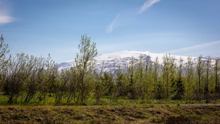 Eyjafjallajokull ice cap volcano and glacier mountain view seen through the green trees in Thorsmork valley, Iceland.