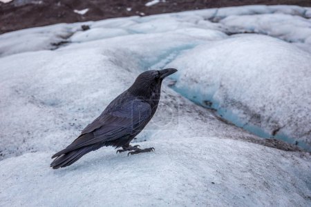 Pájaro cuervo negro sentado en una capa de hielo del glaciar Skaftafell, parte del Parque Nacional Vatnajokull, Islandia.