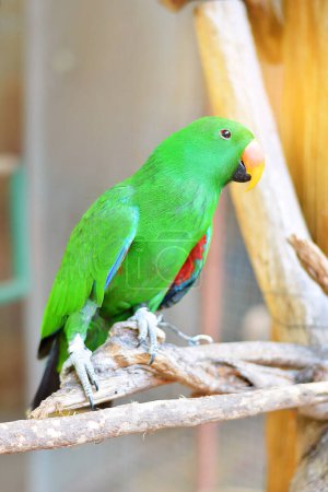 Photo for Beautiful green and orange parrot resting on branch. - Royalty Free Image
