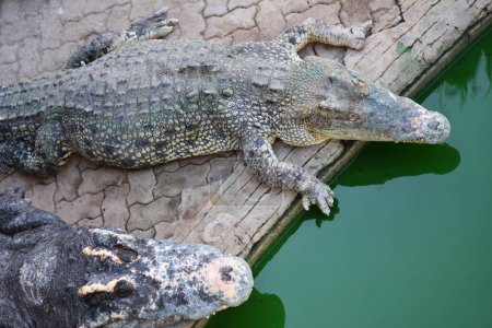 Téléchargez les photos : Two Crocodile with dirty green pool. - en image libre de droit