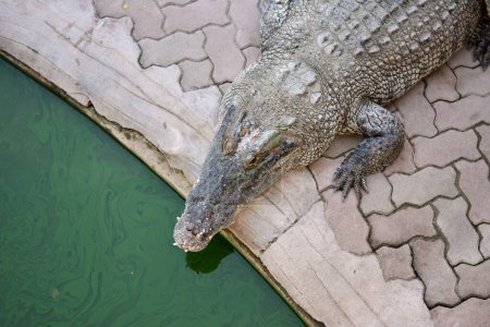 Photo for Crocodile with dirty green pool. - Royalty Free Image