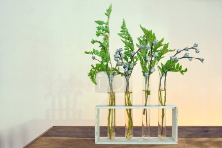 Photo for Four Medicinal plants Horsetail in test tubes on wooden table. - Royalty Free Image