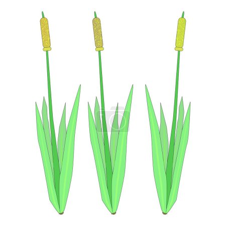 Illustration for Cattails flower plant vector or in another language typha angustifolia and this is a flower that only exists in the ASEAN region - Royalty Free Image