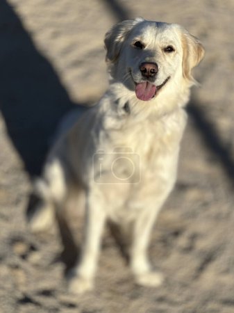 Photo for Young purebred white golden retriever outdoors on a sunny day. - Royalty Free Image
