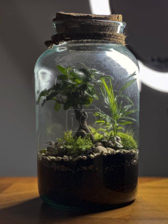 Photo for Decoration bonsai in a glass bottle. Garden terrarium bottle. Bonsai Forest in a jar. Terrarium jar with piece of forest with self ecosystem. Save the earth concept. Bonsai, set of terrariums, jars. - Royalty Free Image