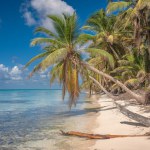 Tropical paradise beach with white sand and coconut palms. clear blue water on Saona Island in Dominican Republic. travel tourism wide panorama background concept