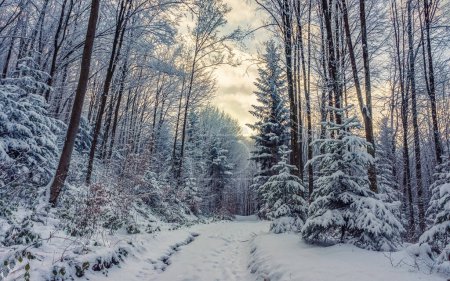 Téléchargez les photos : Route enneigée dans la forêt d'hiver. Forêt mixte après une forte chute de neige. Beauté hivernale des Carpates - en image libre de droit