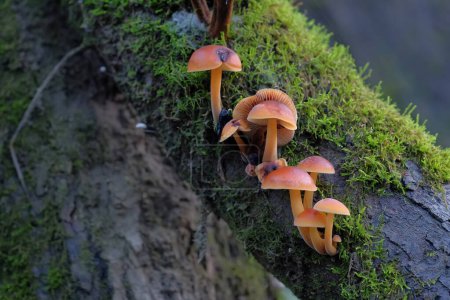 Photo for Flammulina velutipes, delicious winter mushroom on a mossy tree - Royalty Free Image