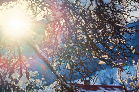 The bright sun shines through the snow-covered branches of the tree and the snow melts. Winter background, natural texture