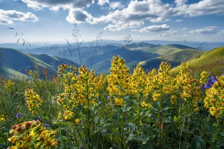 Foto de Flores de Solidago virgaurea (varilla de oro europea o woundwort) en verano Montañas Cárpatas. Planta medicinal en hábitat natural - Imagen libre de derechos