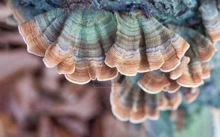 Trametes versicolor (Coriolus versicolor, Polyporus versicolor) polypore mushroom close up with shallow depth of field. Scenic natural mushroom texture