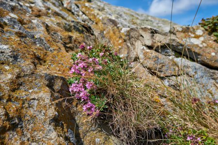 Photo for Blooming pink thyme on a stone among dry grass. Medicinal plant in the mountains, in the natural habitat - Royalty Free Image