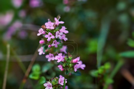Photo for The macrophoto of herb Thymus serpyllum, Breckland thyme. Breckland wild thyme, creeping thyme, or elfin thyme blossoms close up. Natural medicine. Culinary ingredient and fragrant spice in habitat - Royalty Free Image