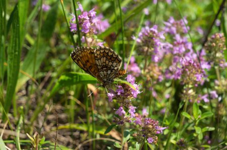 Photo for Butterfly Argynnis on pink flowers Thymus serpyllum (Breckland thyme, wild thyme, creeping or elfin thyme) - Royalty Free Image