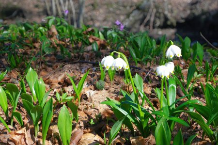 Photo for Young sprouts of Allium ursinum (wild garlic, ramsons, buckrams, bear leek) coexist with blooming Leucojum vernum. The first spring plants on the bank of a forest stream on a sunny day - Royalty Free Image