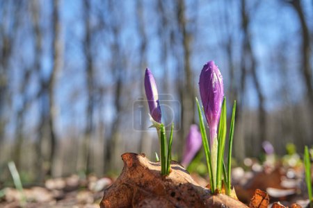 Téléchargez les photos : Crocus violets dans la forêt ensoleillée du printemps. Fleurs sauvages des Carpates - en image libre de droit