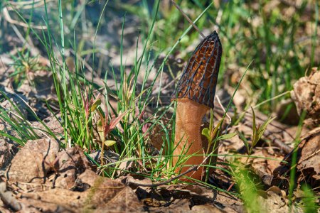 Photo for Spring morel mushroom (Morchella conica) among last year's leaves and fresh green grass. Great mushroom find! - Royalty Free Image