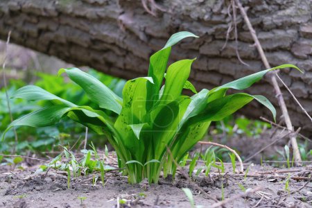 Photo for Green leaves of Allium ursinum on sandy ground. Wild edible plant known as wild garlic, ramsons, buckrams, bear leek or bear's garlic - Royalty Free Image