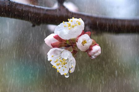 Téléchargez les photos : Fleurs d'abricot sous la pluie. Des gouttes d'eau sur des pétales délicats. Texture printanière, fond naturel atmosphérique - en image libre de droit